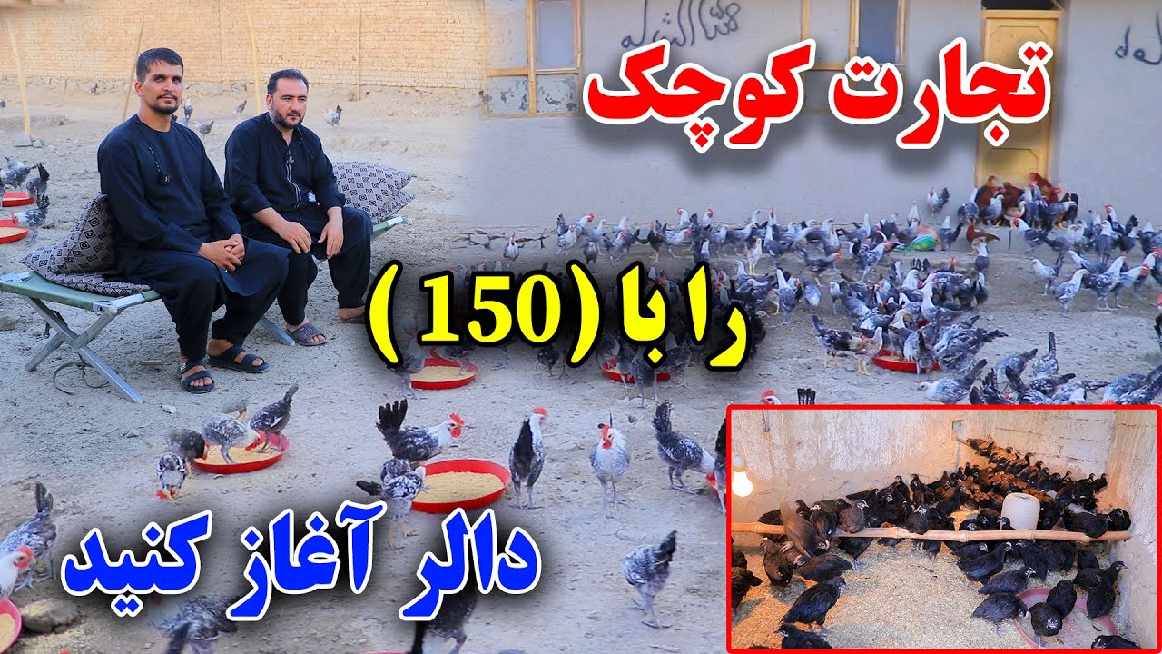 تجارت کوچک را با (150) دالر آغاز نماید/ چگونه یک فارم دار خوب باشیم 