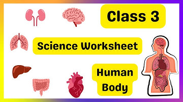 Class 3 Science Worksheet on Human Body | Class 3 Worksheet | Class 3 EVS Worksheet | Class 3