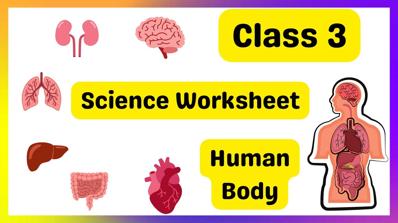 Class 3 Science Worksheet On Human Body Class 3 Worksheet Class 3 