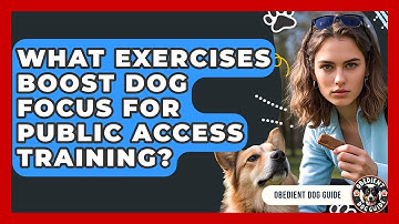 What Exercises Boost Dog Focus For Public Access Training? - Obedient Dog Guide