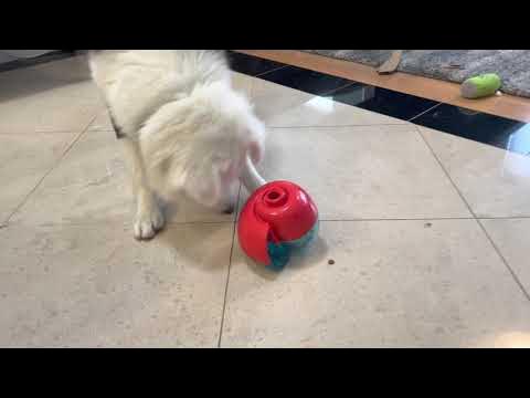 KONG Wobbler Dog Toy Review (+ How To Use It)