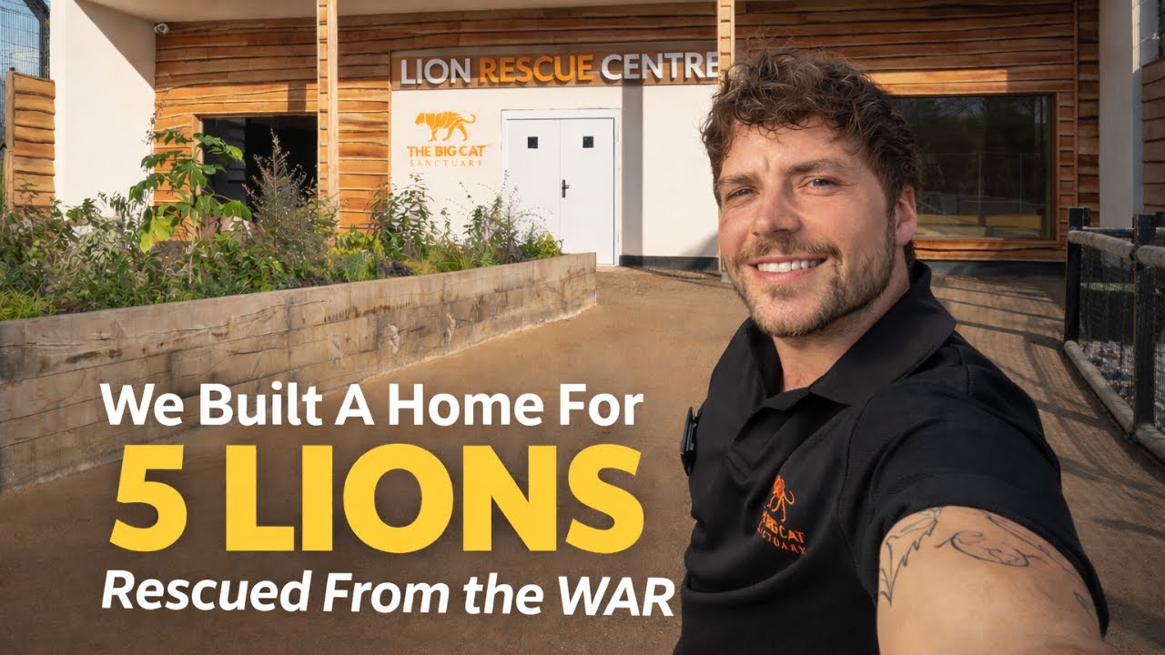 WE BUILT A FOREVER HOME FOR 5 LIONS 🦁🏡 INSIDE THE SANCTUARY