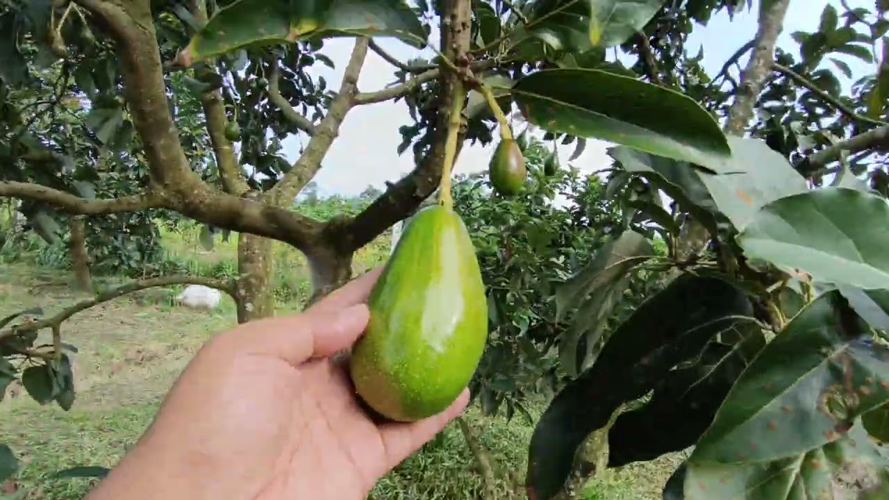 Update Pembungaan Alpukat Kebun ABF