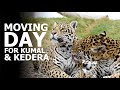 MOVING DAY for Kumal & Kedera