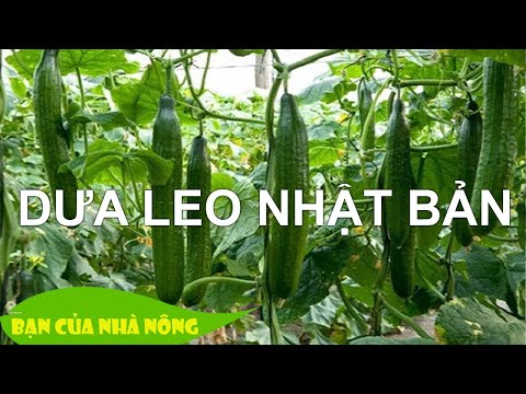 Video: Bạn có thể trồng dưa chuột ở cửa hàng tạp hóa không