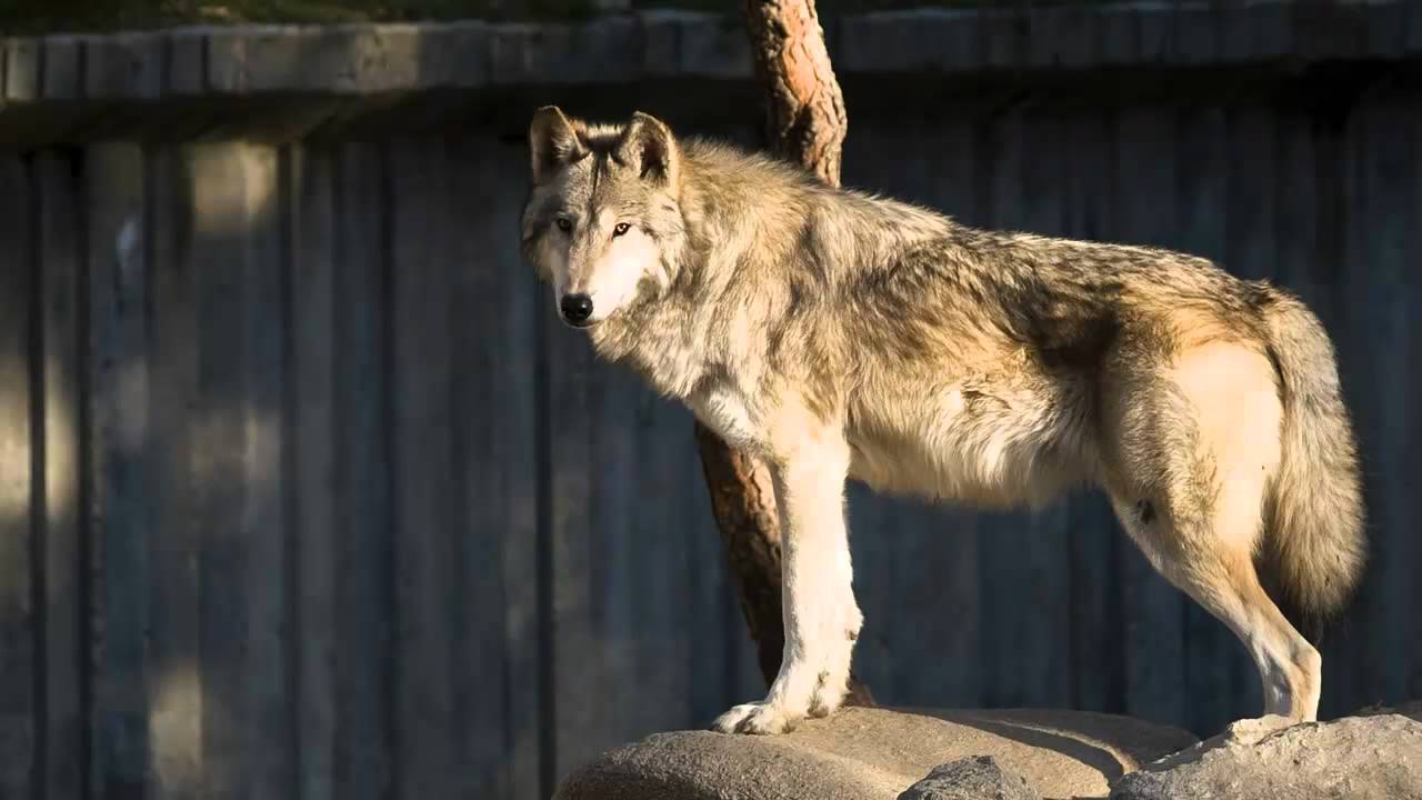 Sonido de Lobo - Aullido - Sonidos de Animales para niños - YouTube