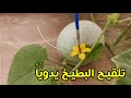 طريقة تلقيح البطيخ يدوياً