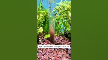 Ống hút cặn làm sạch sàn bể và thay nước nhanh chóng không dùng tới điện #aquatic #shorts