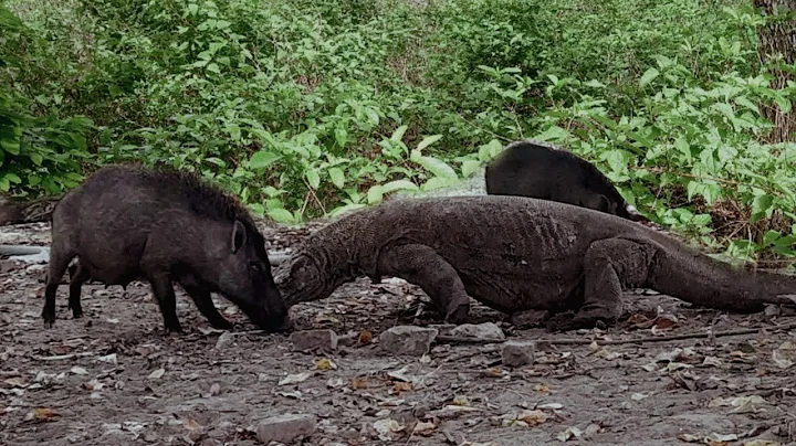 Komodo and Wild Boar fighting for food
