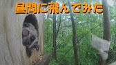 トヨタの森 生き物解説 ムササビ編 まるで空飛ぶ座布団 木の上の住人 ムササビの生態とは Youtube