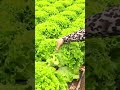a very satisfying lettuce harvest - farming - agriculture #shorts