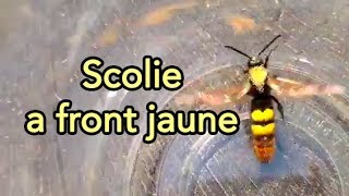 frelon gant ou scolie front jaunes