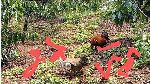 bẫy gà rừng mới nhất ngày/20/4/2022 trẻ trâu quá sung mái dib qaib qus lub sij hawm no nyiam poj naw