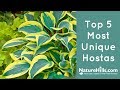 Top 5 Most Unique Hostas | NatureHills.com