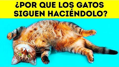 ¿Por qué los gatos caminan delante de ti y se tumban?