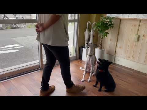 スキッパーキの”オセルくん”とお友達と一緒に”まて”の練習!