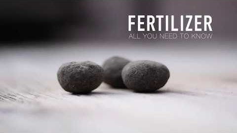 How to Fertilize Bonsai