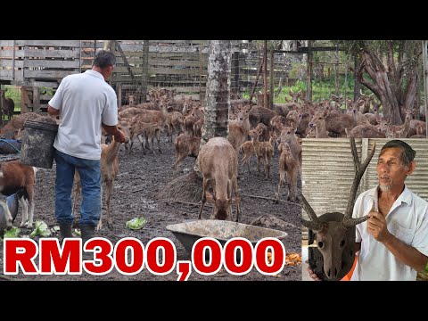 Video: Ladang rusa di sudut Transcarpathia yang indah