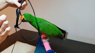 Tips for Harness Training Your Parrot  Jasper the Eclectus Parrot