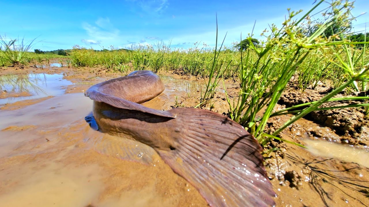 Wow, amazing fishing video, catching lots of fish in the rice fields ...