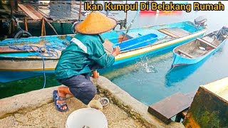 Ikan Banyak Kumpul Di Belakang Rumah Tinggal Mancing