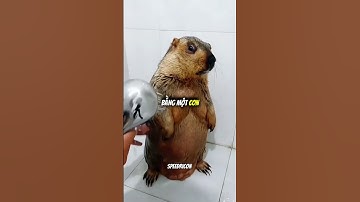 Con Chuột kì lạ nhất thế giới #rap #shorts