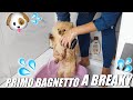 PRIMO BAGNETTO PER BREAKY 🐶💦 Vlog | MelissaTani