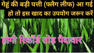 गेहूं की बड़ी पत्ती (फ्लैग लीफ) आ गई हो तो इस खाद का उपयोग जरूर करें । होगी रिकॉर्ड तोड़ पैदावार