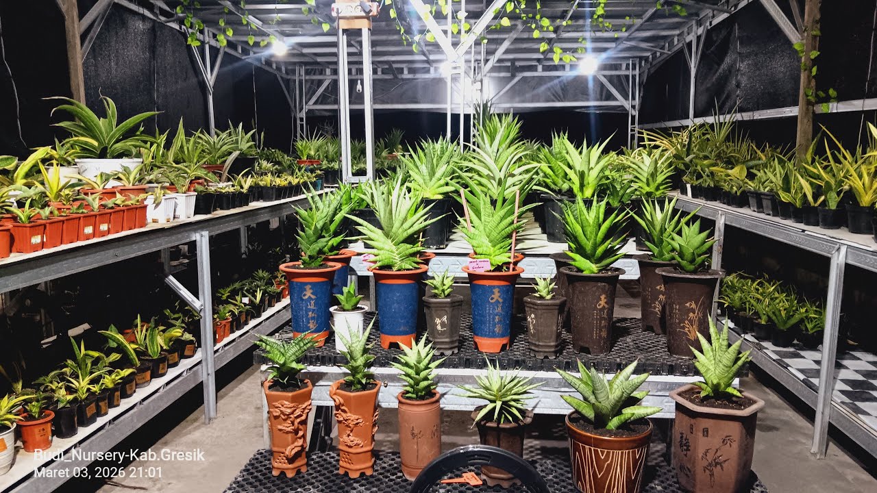Budi Nursery sedang live sekarang!,live sale sansevieria spesial ramadhan bosku #sale #sansevieria