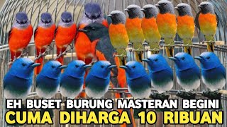 Download Lagu NEMU JUGA TERNYATA ADA DISINI BURUNG OMBYOKAN HARGA ECER RASA GROSIRAN DI PASAR BURUNG PRAMUKA MP3 Download Lagu NEMU JUGA TERNYATA ADA DISINI BURUNG OMBYOKAN HARGA ECER RASA GROSIRAN DI PASAR BURUNG PRAMUKA MP3