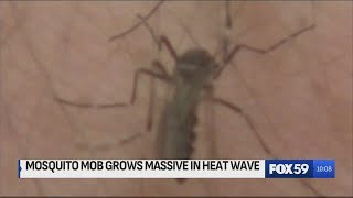 Counties targeting mosquito larvae to control surge