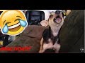 Puppy Reacts To Fire Truck Siren