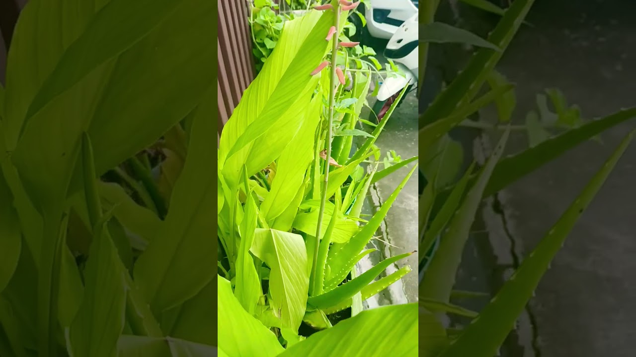 nature in my backyard 