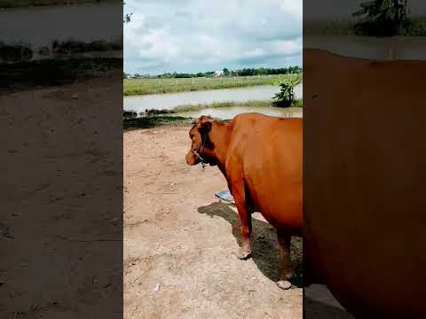 Video 3 con bò tránh nắng buổi trưa dưới gốc cây - youtube