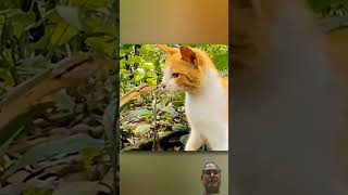 Game of speed and saving of life. #mountain traveler #viral #speed#cat#snake.