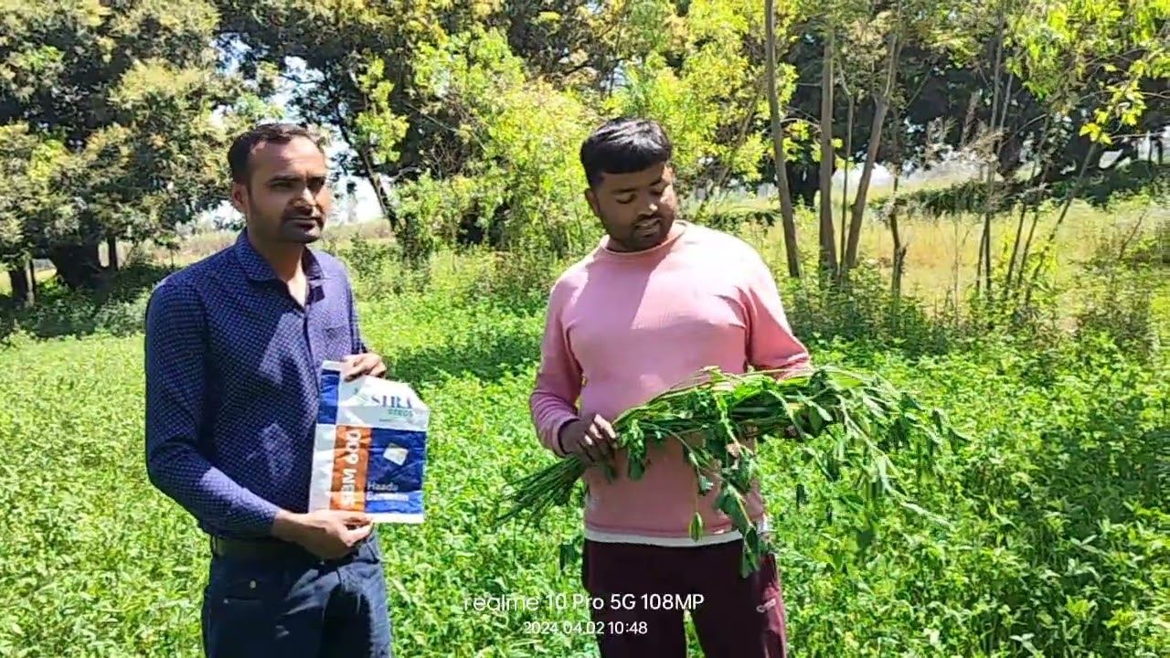 SBM600(Haadu Berseem)