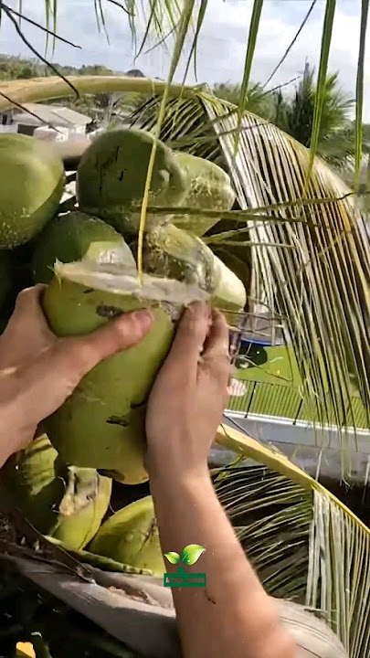 minum air kelapa di pohon