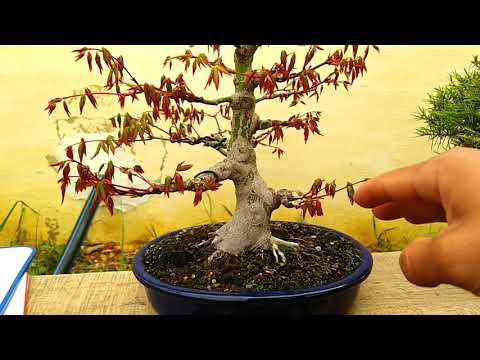 Vídeo: Com ramificar un bonsai?