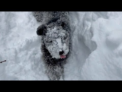 Dog Loves To Be Covered In Snow! (Adorable Dog Snow Reaction)