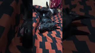 This Malinois Is The Queen Of My Bed