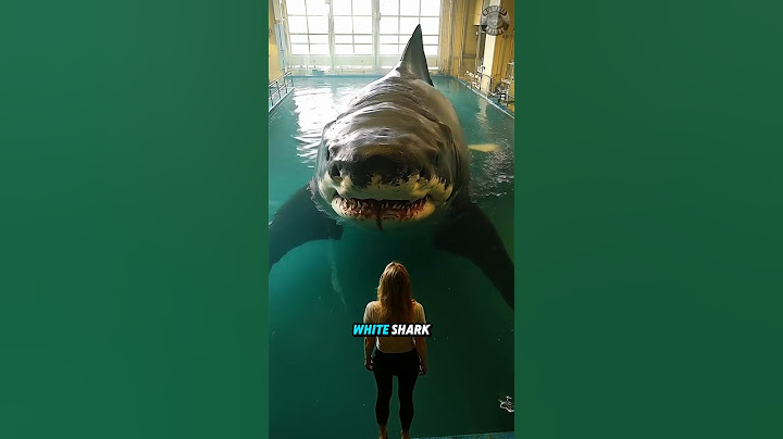 Why No Aquarium Has a Great White Shark?
