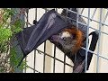 Rescuing a bat with his head stuck in a fence:  this is Patch