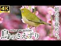 Singing Birds 1 Hour Natural Sound Singing Birds 1 Hour Natural Sound