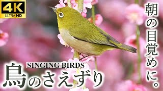 【朝の目覚めに】鳥のさえずり（小鳥の癒しBGM）natural sound 1hour - bird songs