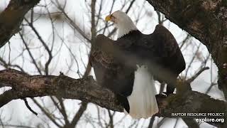 Decorah North Nest. Visitor with bloody face attacked near the nest - explore 02-06-2022