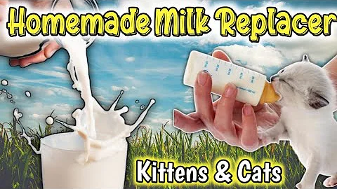 Video 8102261: persian cat food, kitten feeding, cat food home, kitten milk