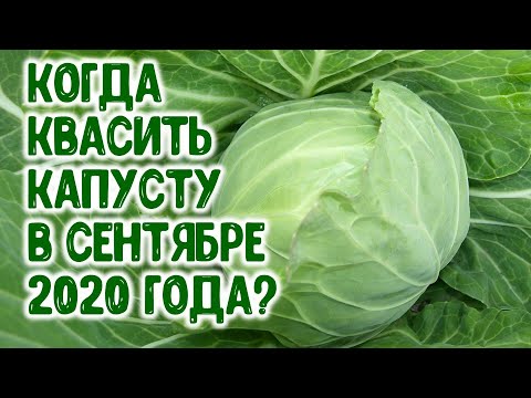 Когда квасить капусту в сентябре 2020 года? Агрогороскоп, кулинарный гороскоп на сентябрь 2020 года