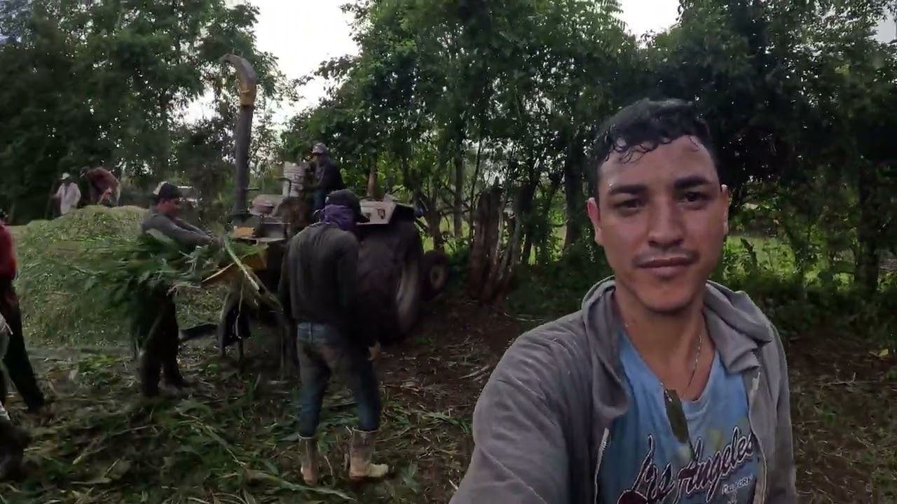 Silo , preparando la comida del ganado para el verano