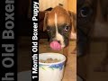 🇪🇬 First meal - Boxer Puppy 2022 #shorts