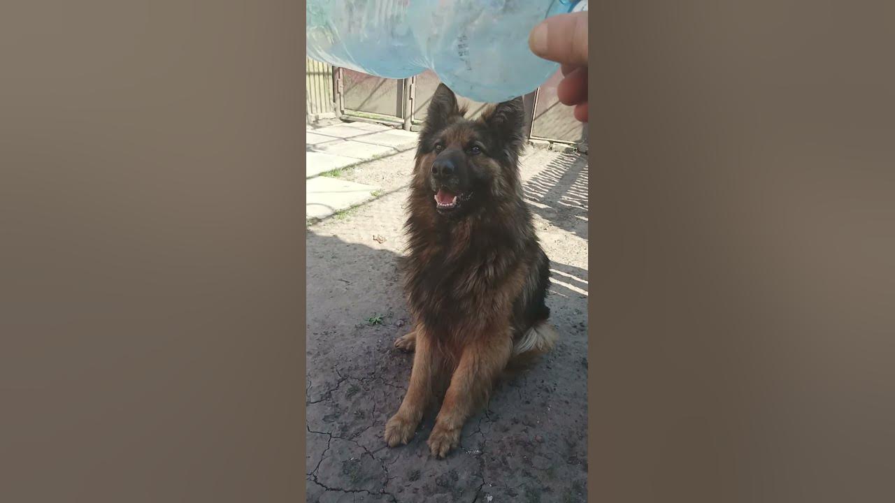 милота собаки зашкаливает🐕🔥🦮🐶#shorts #собаки #животные #овчарка - YouTube